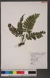 Asplenium obscurum Blume `ŸK