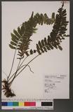 Asplenium obscurum Blume `ŸK