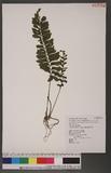 Asplenium obscurum Blume `ŸK