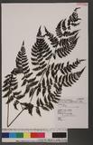 Cornopteris fluvialis (Hayata) Tagawa js