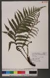 Diploblechnum fraseri (A. Cunn.) DeVol 