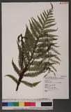 Diploblechnum fraseri (A. Cunn.) DeVol 