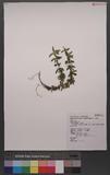 Lycopodium serratum Thunb. var. longipetiolatum Spring `dh