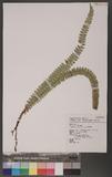 Polystichum stenophyllum Christ ޭcտ