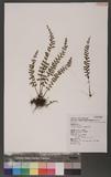 Asplenium laciniatum Don `K