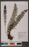 Blechnum hancockii Hance Q