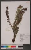 Blechnum hancockii Hance Q