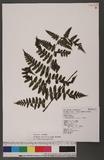 Cornopteris fluvialis (Hayata) Tagawa js