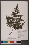 Cornopteris fluvialis (Hayata) Tagawa js