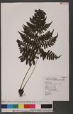 Cornopteris fluvialis (Hayata) Tagawa js