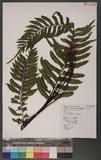 Asplenium excisum Presl ŸK