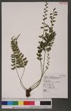 Asplenium planicaule Wall. ex Hook. ׸K