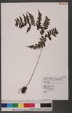 Cornopteris fluvialis (Hayata) Tagawa js