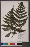 Cornopteris opaca (Don) Tagawa ¸s