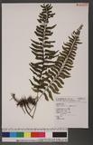 Asplenium obscurum Blume `ŸK