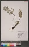 Asplenium adiantum-nigrum L. `sK