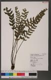 Asplenium planicaule Wall. ex Hook. ׸K