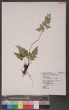 Adiantum formosanum Tagawa `sK