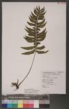 Asplenium obscurum Blume `ŸK