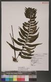 Asplenium obscurum Blume `ŸK