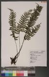 Asplenium cataractarum Rosenst rK