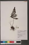 Cornopteris fluvialis (Hayata) Tagawa js