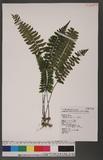 Asplenium subnormale Copel. pK