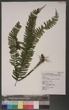 Asplenium cheilosorum Kunze ex Mett. K