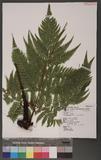 Lastreopsis tenera (R. Br.) Tindale 