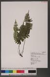 Asplenium subnormale Copel. pK