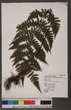 Cornopteris opaca (Don) Tagawa ¸s