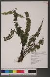 Asplenium normale Don ͪK