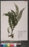 Asplenium filipes Copel. `K