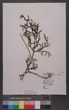 Lycopodium cernuum L. Lss