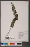 Asplenium normale Don ͪK