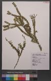 Lycopodium salvinioides (Hert.) Tagawa pK۪Q