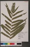 Woodwardia japonica (L. f.) Sm. 饻Ό