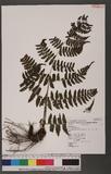 Cornopteris fluvialis (Hayata) Tagawa js