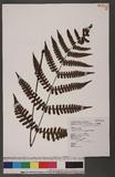 Cornopteris opaca (Don) Tagawa ¸s