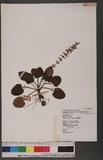 Salvia scapiformis Hance Z