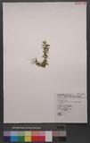 Lycopodium serratum Thunb. var. longipetiolatum Spring `dh