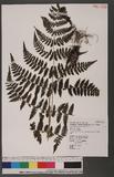 Cornopteris fluvialis (Hayata) Tagawa js