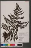 Cornopteris fluvialis (Hayata) Tagawa js