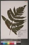 Ctenitopsis fuscipes (Wall.) C. Chr. ex Tard. Blot & C. Chr. ̪Fؤ