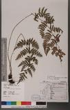 Athyrium arisanense (Hayata) Tagawa s\