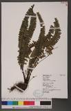 Asplenium normale Don ͪK