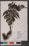 Cornopteris fluvialis (Hayata) Tagawa js