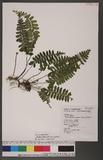 Asplenium subnormale Copel pK