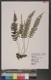 Asplenium cataractarum Rosenst. K