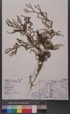 Lycopodium cernuum L. Lss